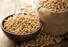 Essential Things to Consider in Buying From a Soybean Manufacturer